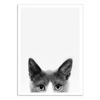 Wall Editions  Art-Poster - Peekaboo Cat - Sisi and Seb - 50 x 70 cm 