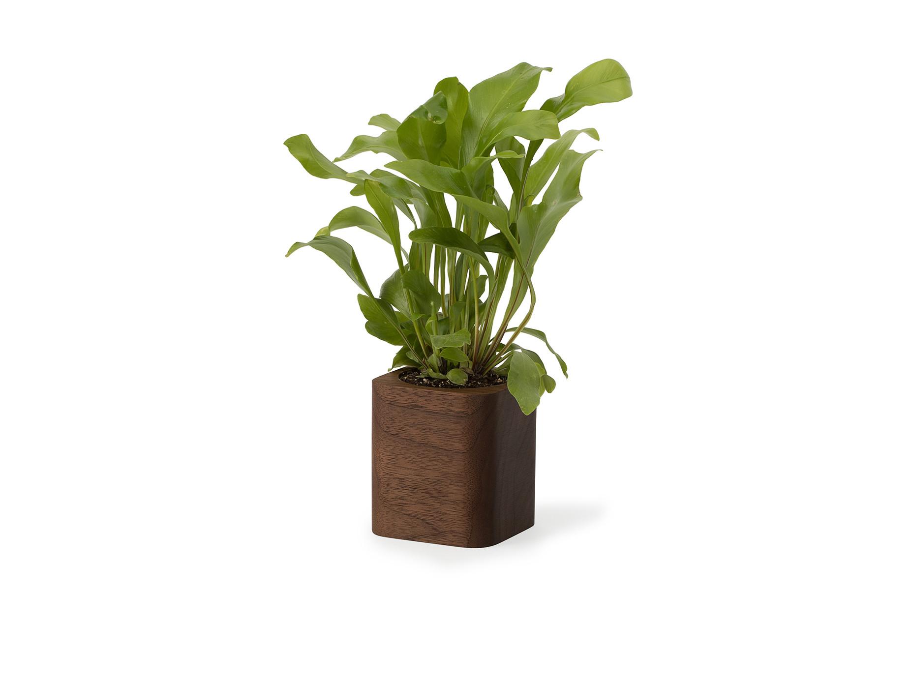 Oakywood Cubic Pot Pot en bois cubique - pour des crayons ou une fleur  