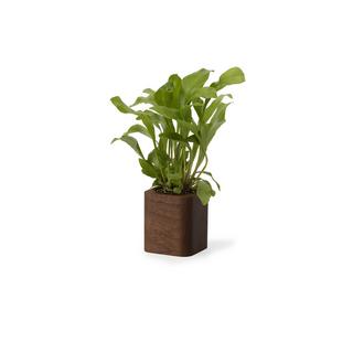 Oakywood Cubic Pot Pot en bois cubique - pour des crayons ou une fleur  