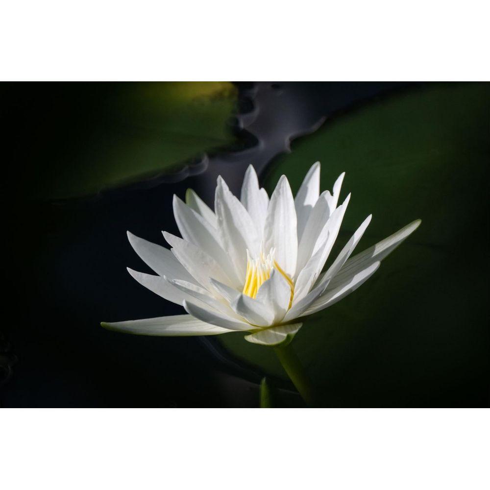 Tokina  Tokina SZ Super Tele 500mm f/8 Reflex MF SLR Obiettivo super-teleobiettivo Nero 