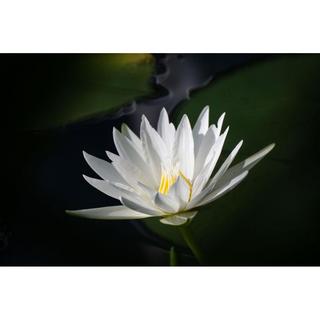 Tokina  Tokina SZ Super Tele 500mm f/8 Reflex MF SLR Obiettivo super-teleobiettivo Nero 