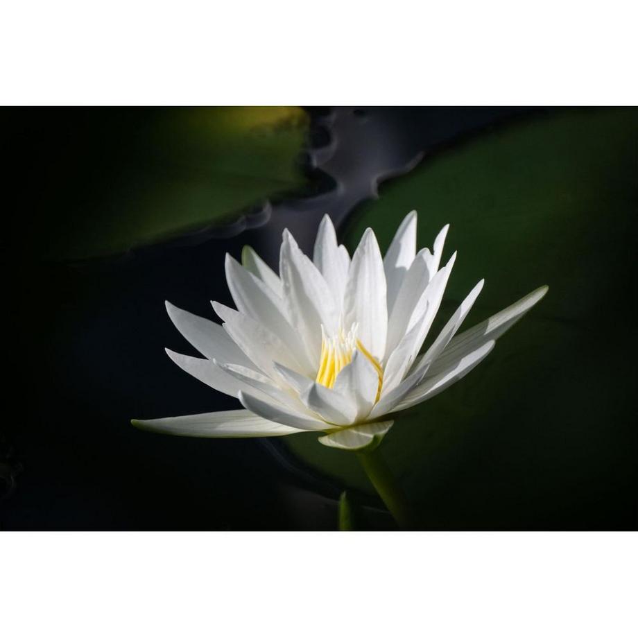 Tokina  SZ Super Tele Reflex MF Nikon Z-Mount 