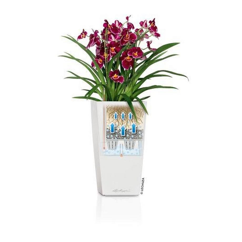 Lechuza Trend Collection CUBICO Color all-in-one  