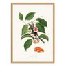 Wall Editions  Art-Poster - Sushi Plant - Jonas Loose - 50 x 70 cm 