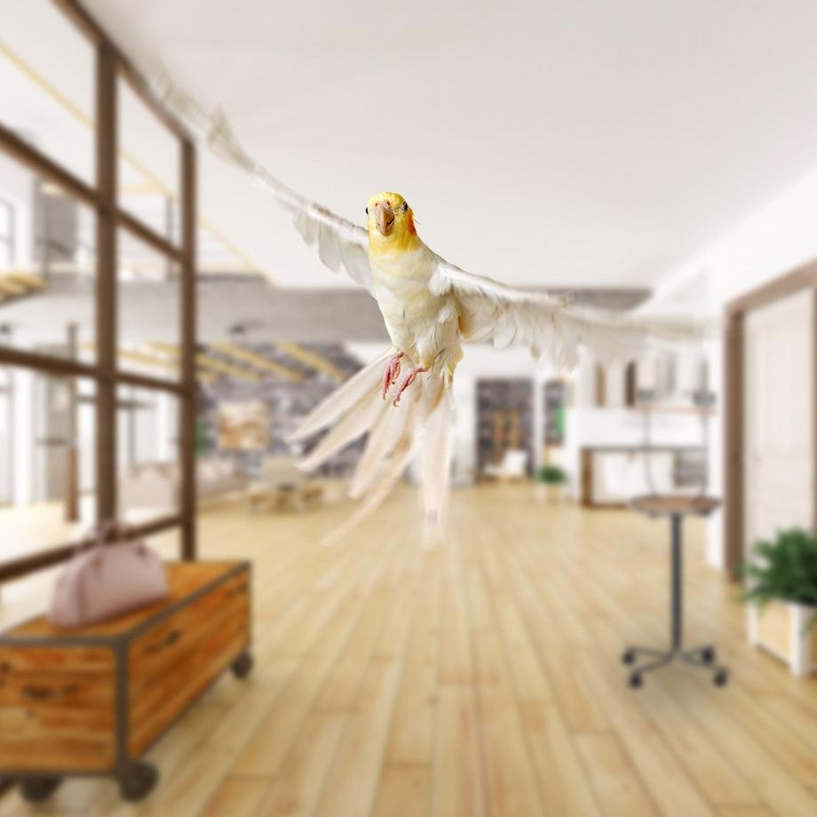 B2X  Papageienstange mit Ständer 