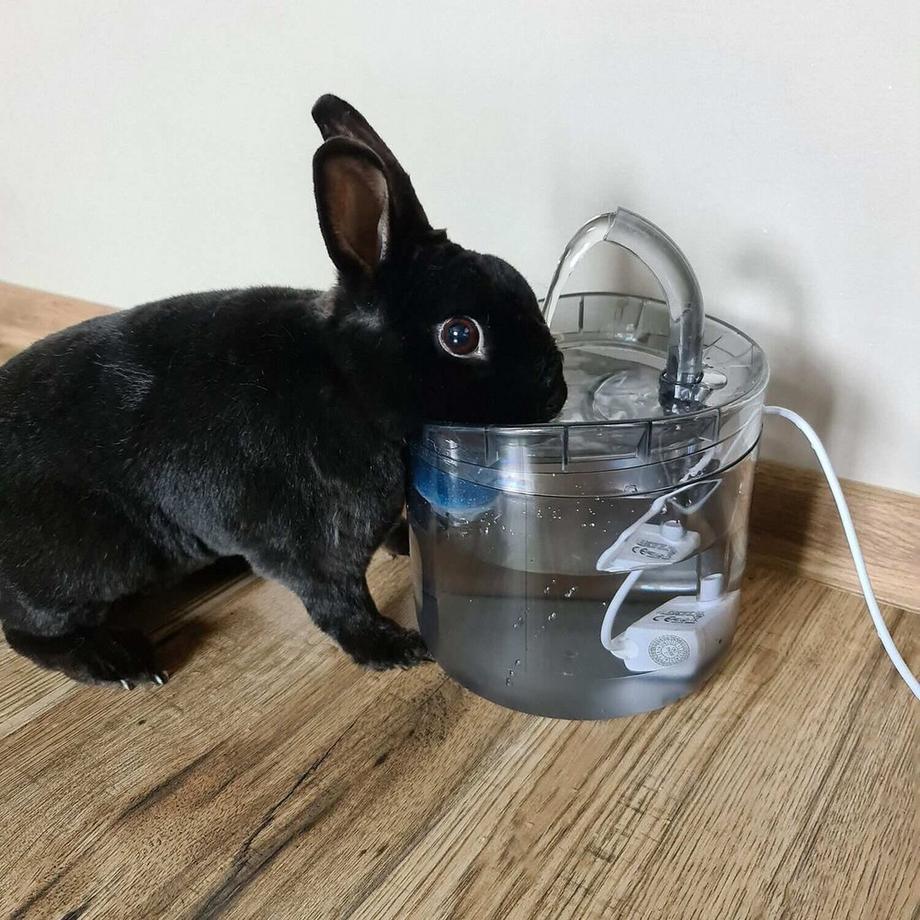 eStore  Fontaine à eau électrique pour animaux de compagnie - 2 l 