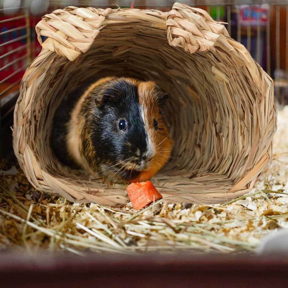 B2X  Maison pour lapins, lot de 2 avec jouets 