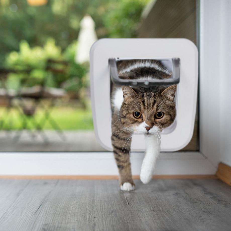 B2X  Trappe verrouillable pour animaux de compagnie 