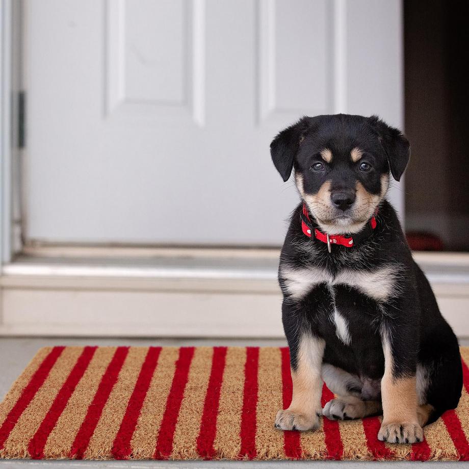 B2X Zerbino in cocco rosso-natura a righe  