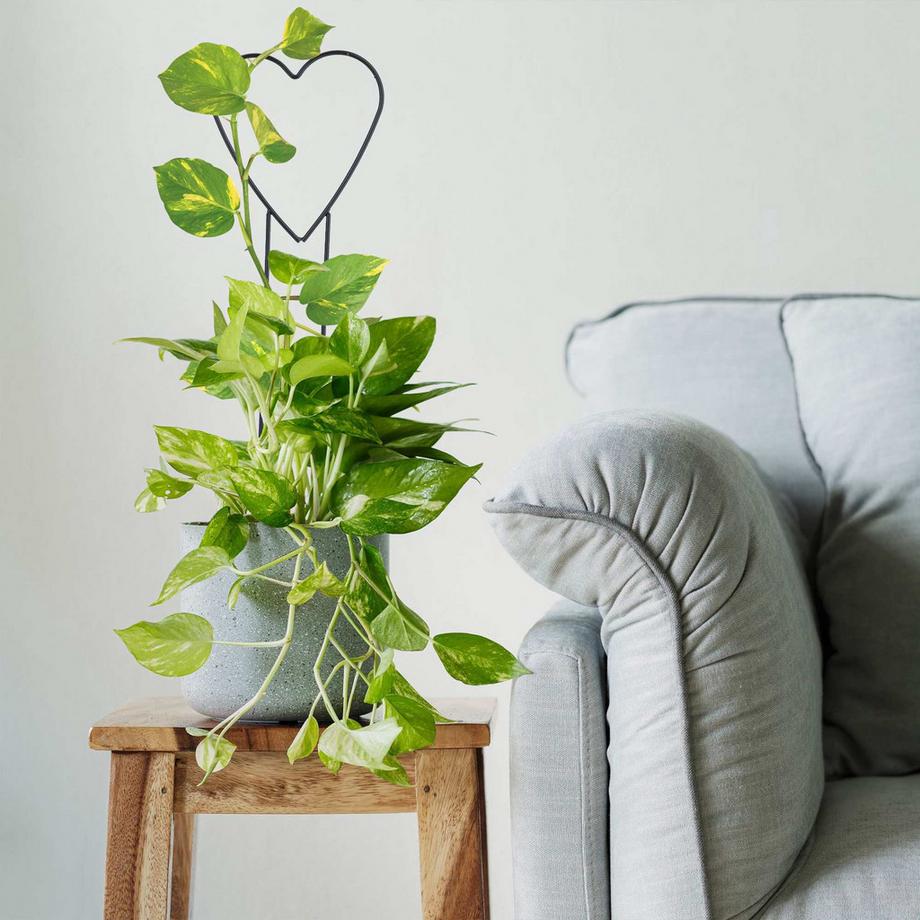 B2X Herz-Rankstützen im 4er-Set  