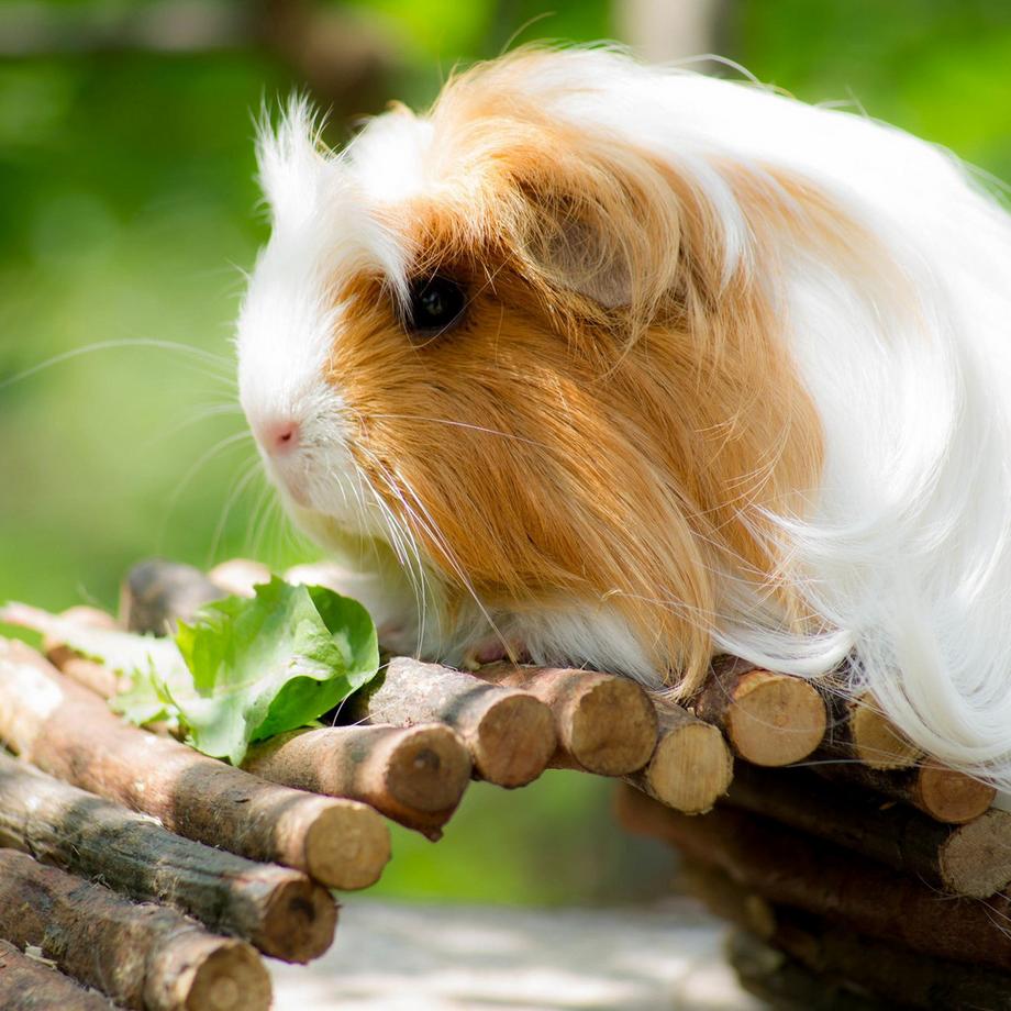 B2X  Nagerbrücke aus Holz für Kleintiere 