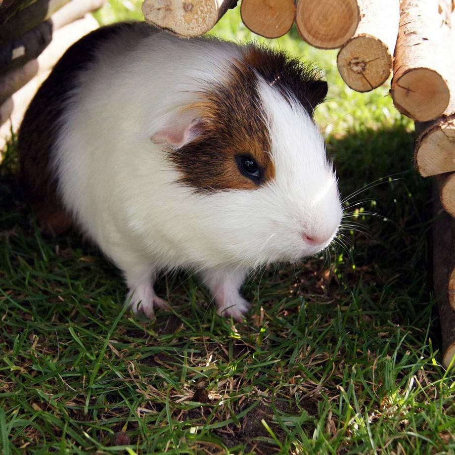 B2X  Nagerbrücke aus Holz für Kleintiere 