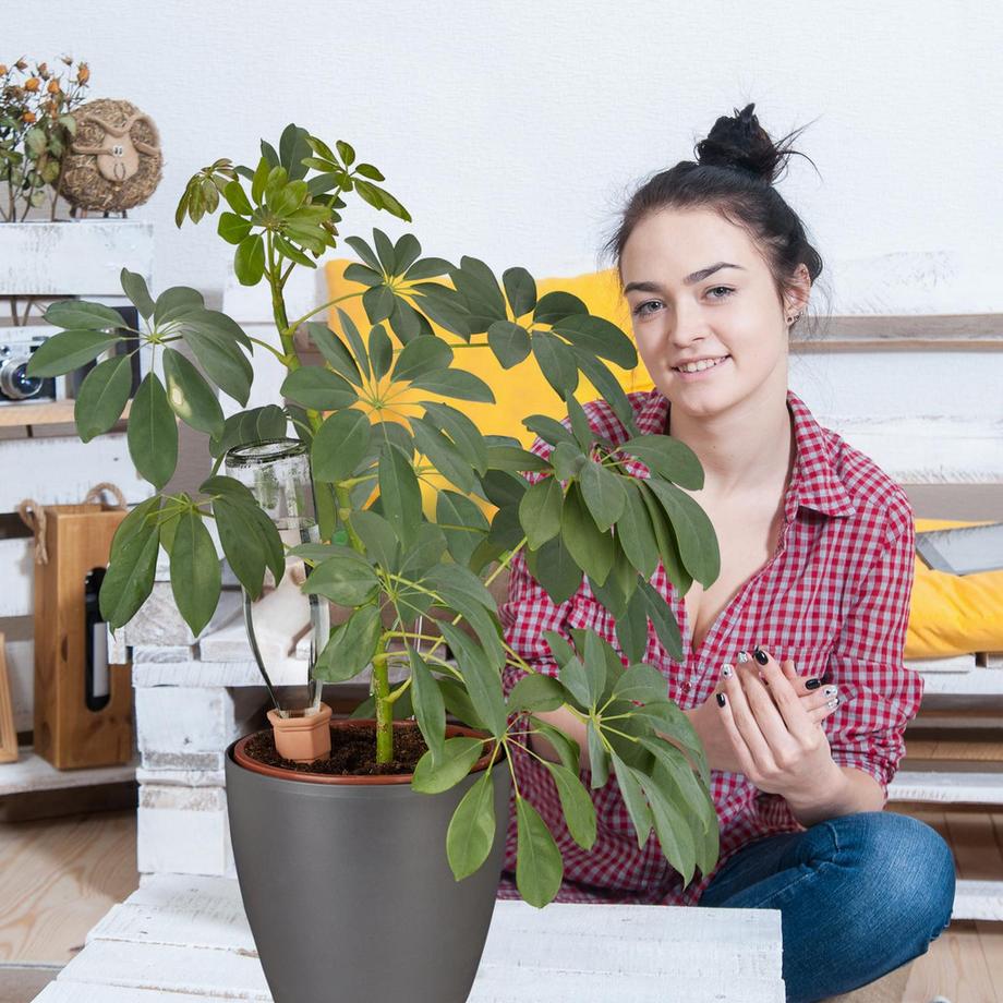 B2X  4 Bewässerungsspitzen 