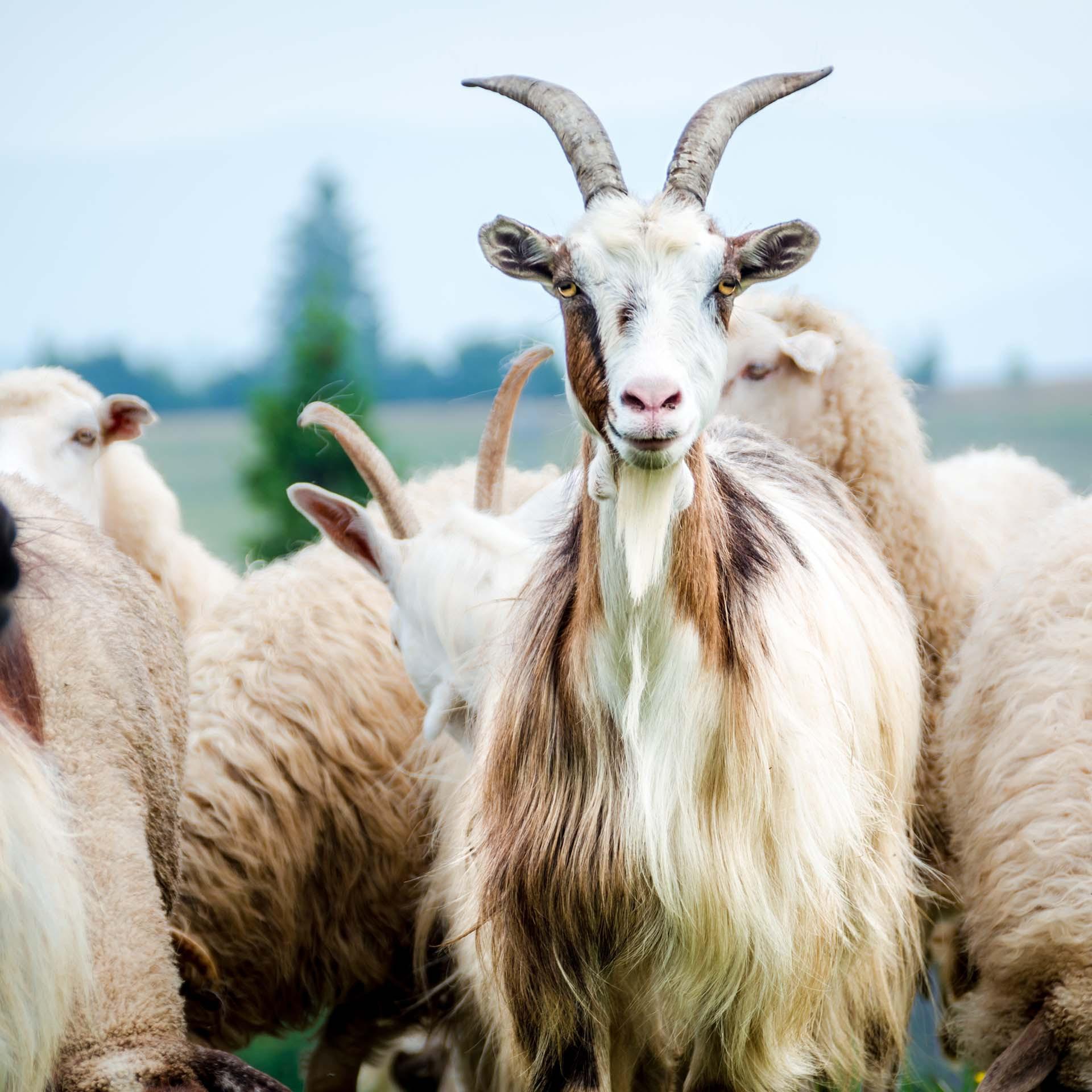 Lotus Bettwaren Lotus Kaschmir Duvet  