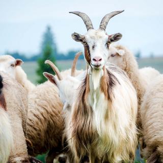 Lotus Bettwaren Lotus Kaschmir Duvet  