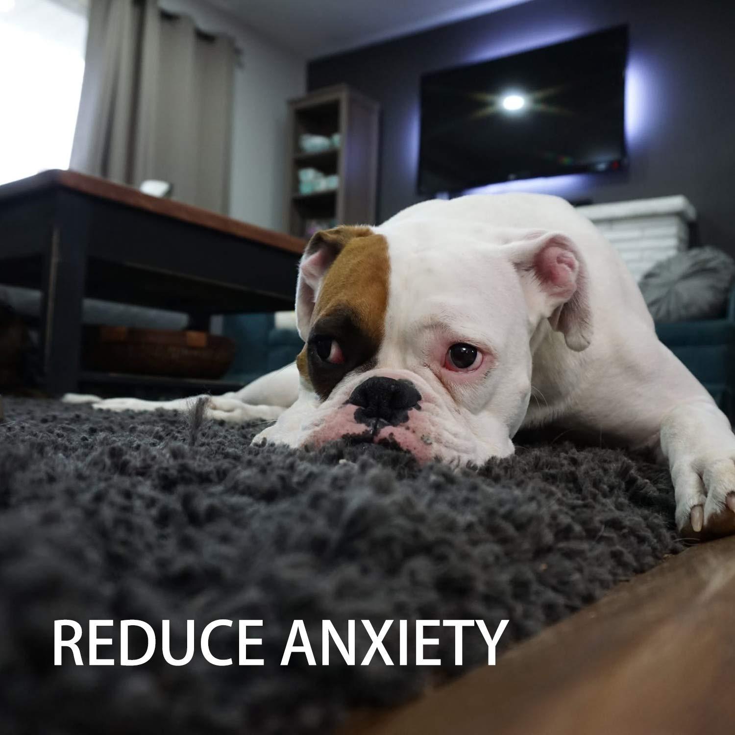 Activity-board  Jouets pour chiots - 7 pièces 