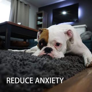 Activity-board  Jouets pour chiots - 7 pièces 