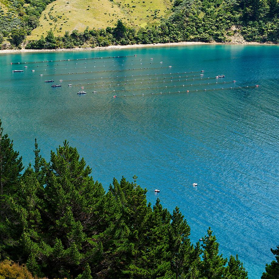 Sekoya Swiss  Sekoya Swiss -  Pernaflex 240 Kapseln | Perna canaliculus, Glucosamin, Chondroitin | Lindert Arthroseschmerzen 