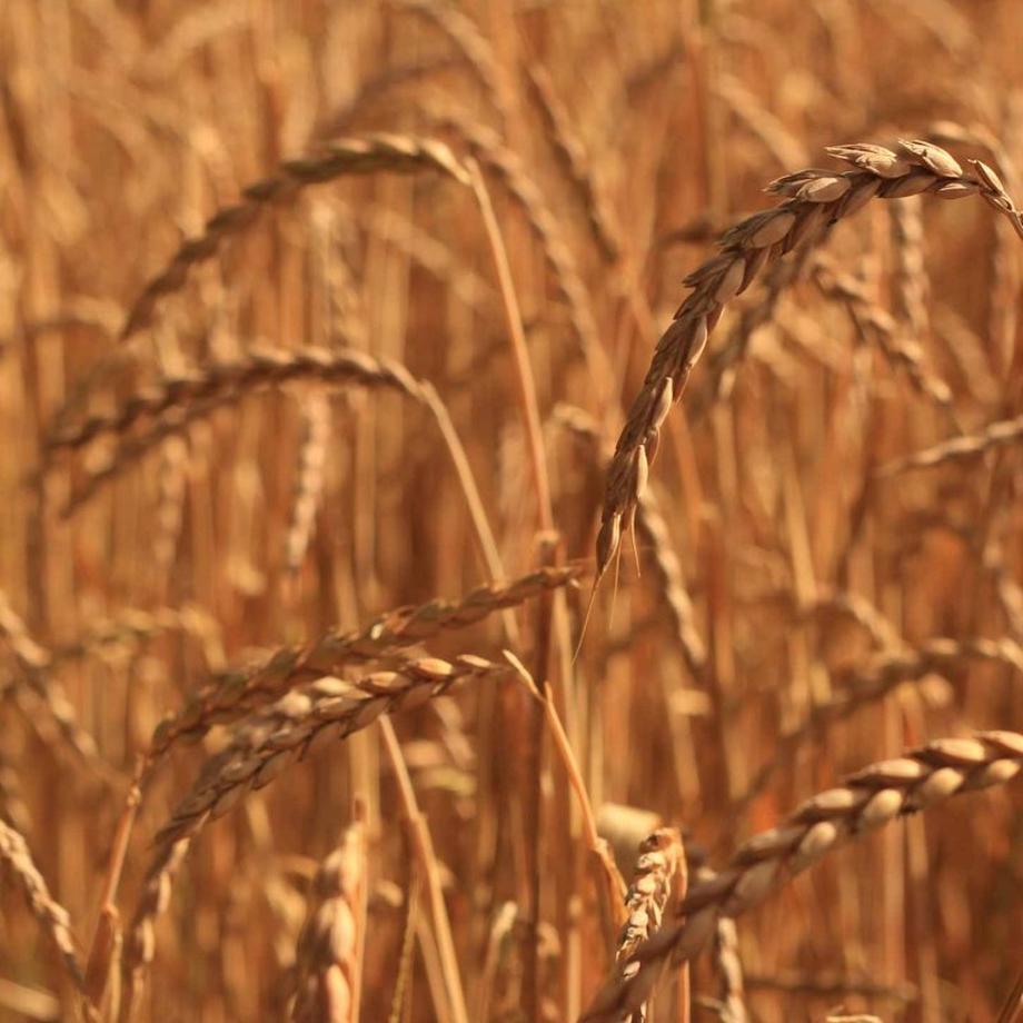 DoYourSports  Yogakissen Ganesh 