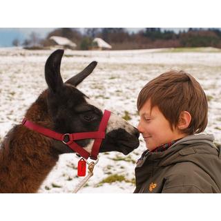 Smartbox  Lama-Trekking mit Picknick in Bucheggberg für 2 Personen - Geschenkbox 