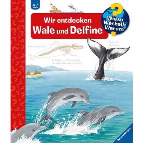 Wieso? Weshalb? Warum?, Band 41: Wir entdecken Wale und Delfine Rübel, Doris; Rübel, Doris (Illustrationen) Couverture rigide 
