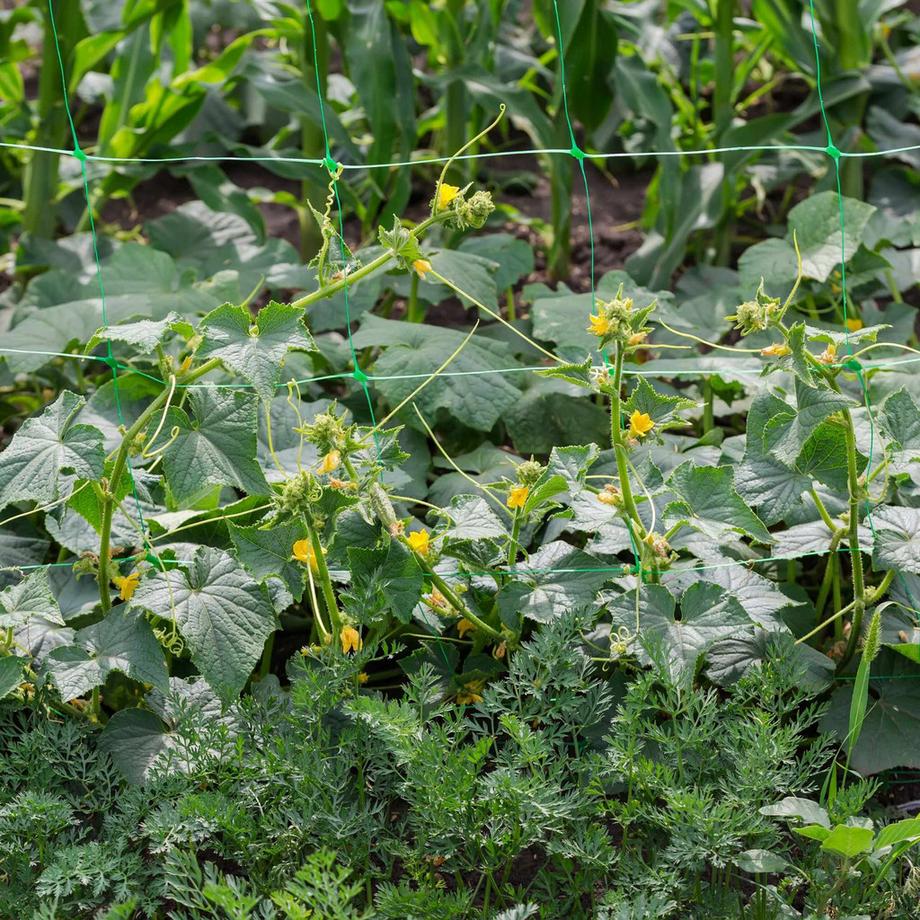 B2X Ranknetz 200 x 750 cm  