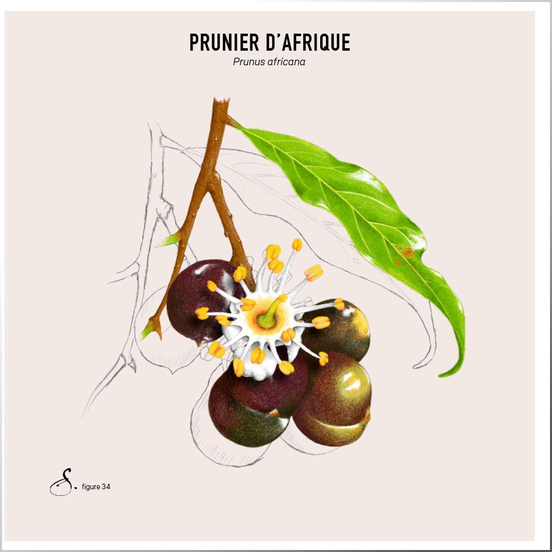 Sekoya Swiss  Prostenol | Gutartige Prostatavergrößerung 