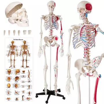 Squelette grandeur nature détaillé 180 cm