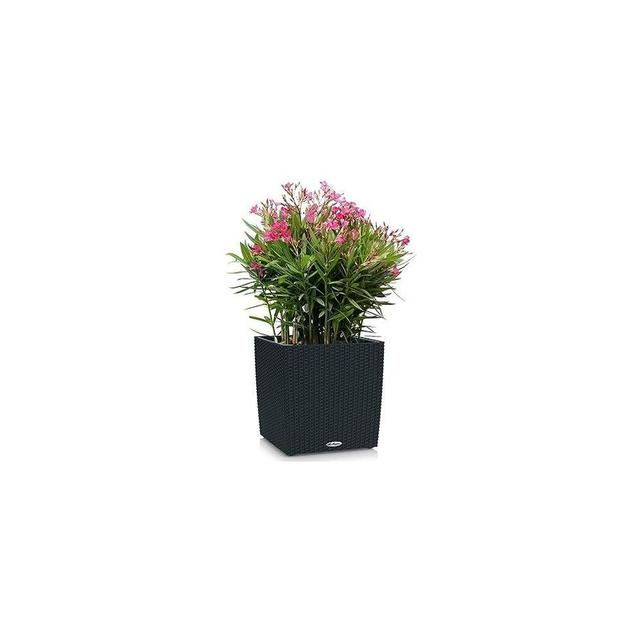 Lechuza Cube Cottage all-in-one  
