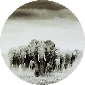 Image en verre Elephant Walk around 120