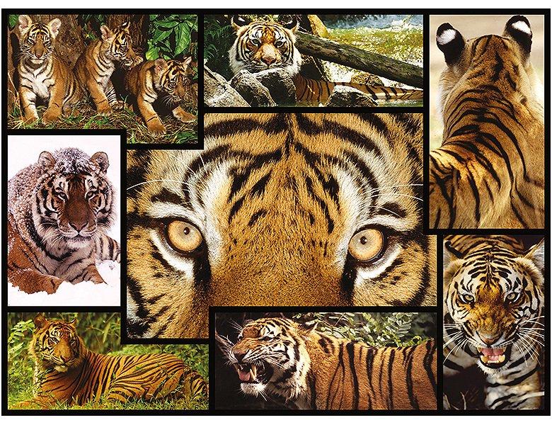 Ambassador  Puzzle Tiger (1000Teile) 