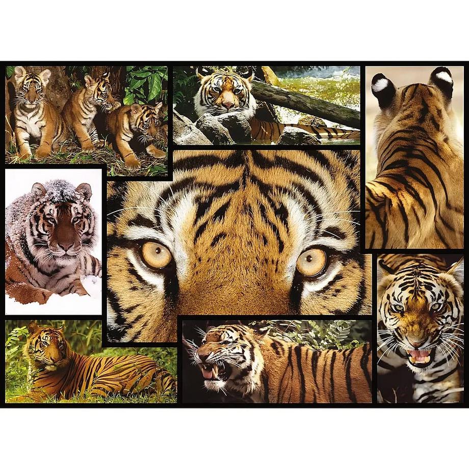 Ambassador  Puzzle Tiger (1000Teile) 