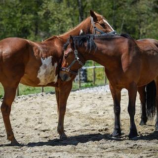 Geschenkidee  Leçon de 90 minutes d'équitation western à Lucerne (pour 1 personne) 