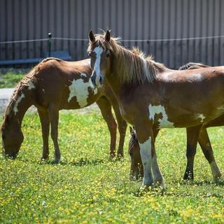 Geschenkidee  Leçon de 90 minutes d'équitation western à Lucerne (pour 1 personne) 