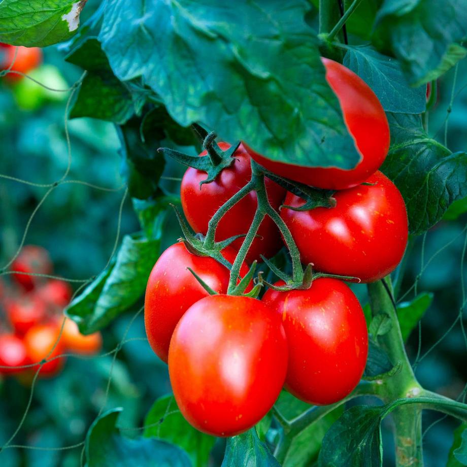 B2X 4er Set Kletternetze 180 x 270 cm  