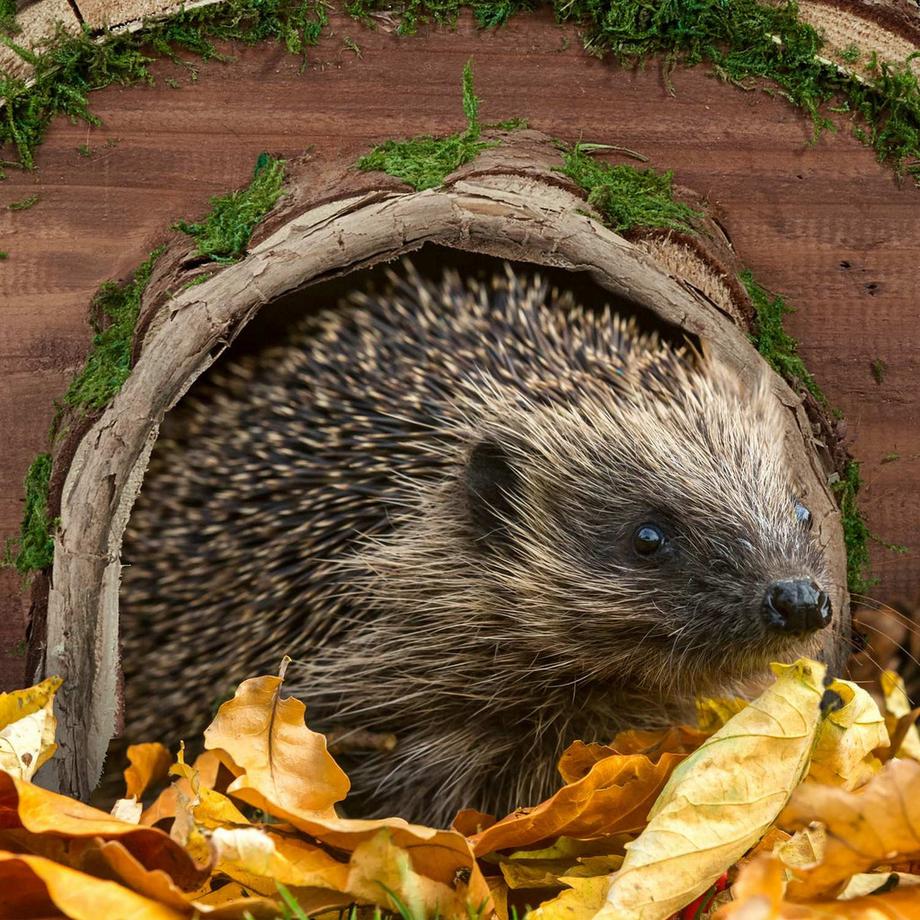 Northio  Maison en bois pour hérisson 