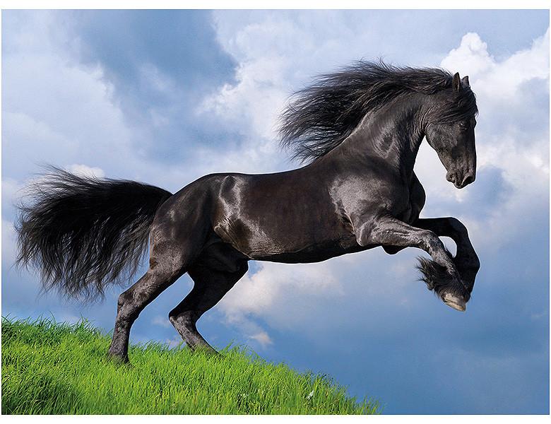 Clementoni  Puzzle Fresian Black Horse (500Teile) 