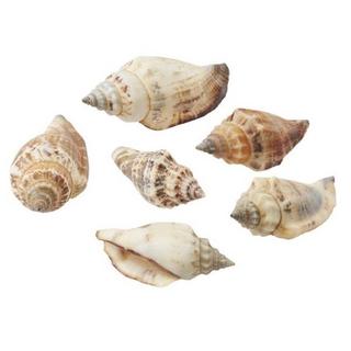 HOBBYFUN  Streudeko Muscheln 1 Natur 