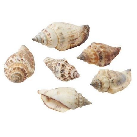 HOBBYFUN  Streudeko Muscheln 1 Natur 