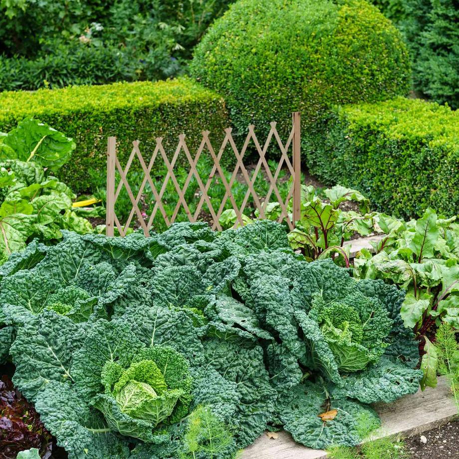 B2X Einziehbares Holzspalier  