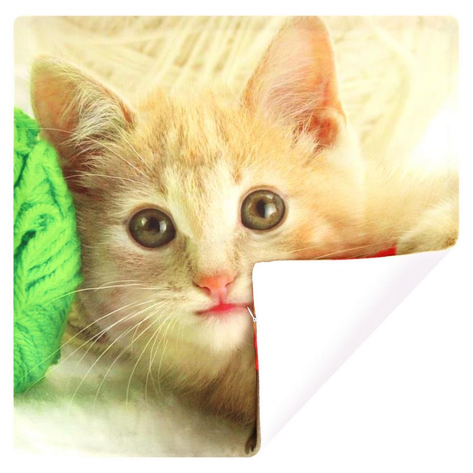 Avizar 2 Stk. Kissenbezüge Kätzchen Wollknäuel  