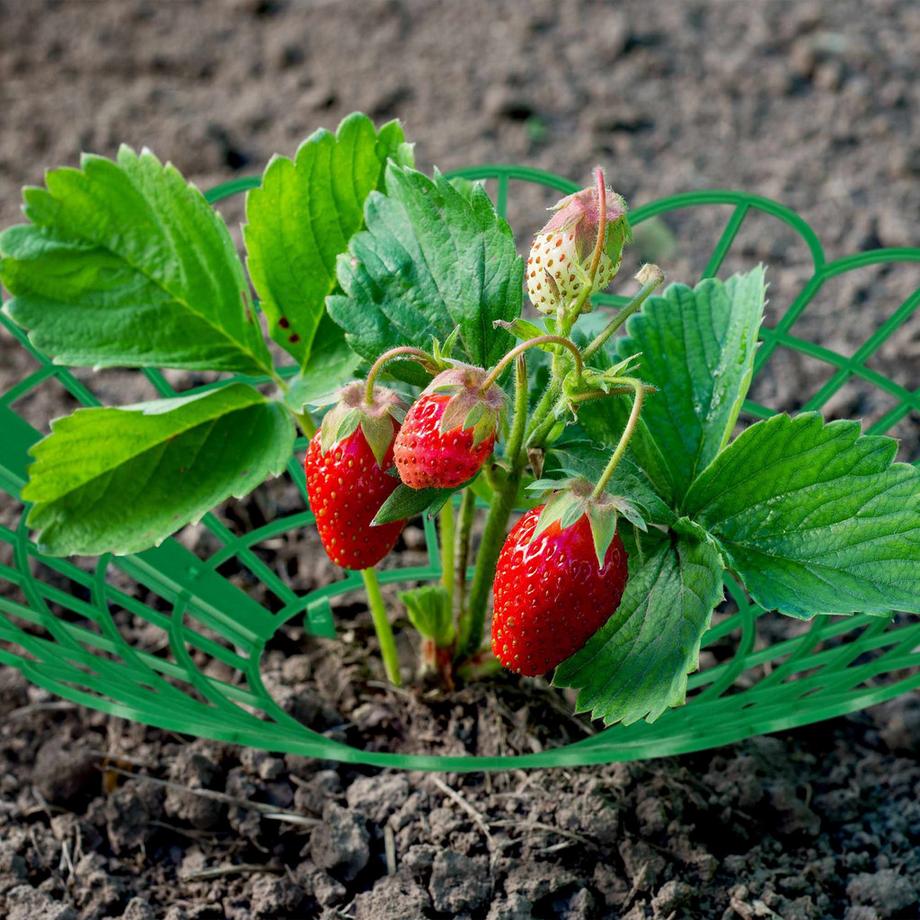 Northix Erdbeerstütze im Set  