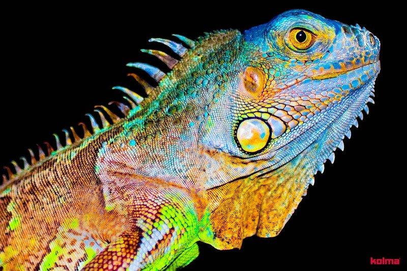 Kolma KOLMA Schreibunterlage 35.557.20 Chameleon 50x34cm  