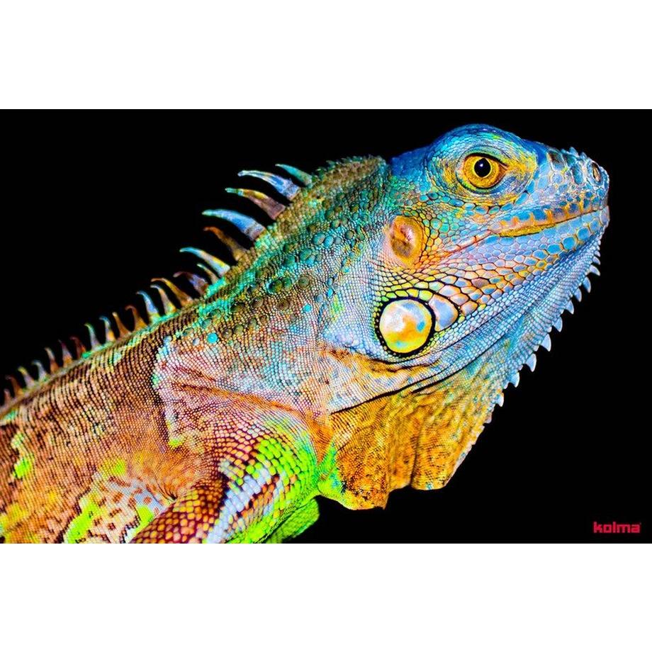 Kolma KOLMA Schreibunterlage 35.557.20 Chameleon 50x34cm  
