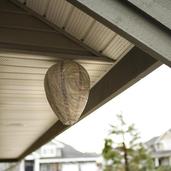 eStore Abschreckung für Wespen - Bienenstock  