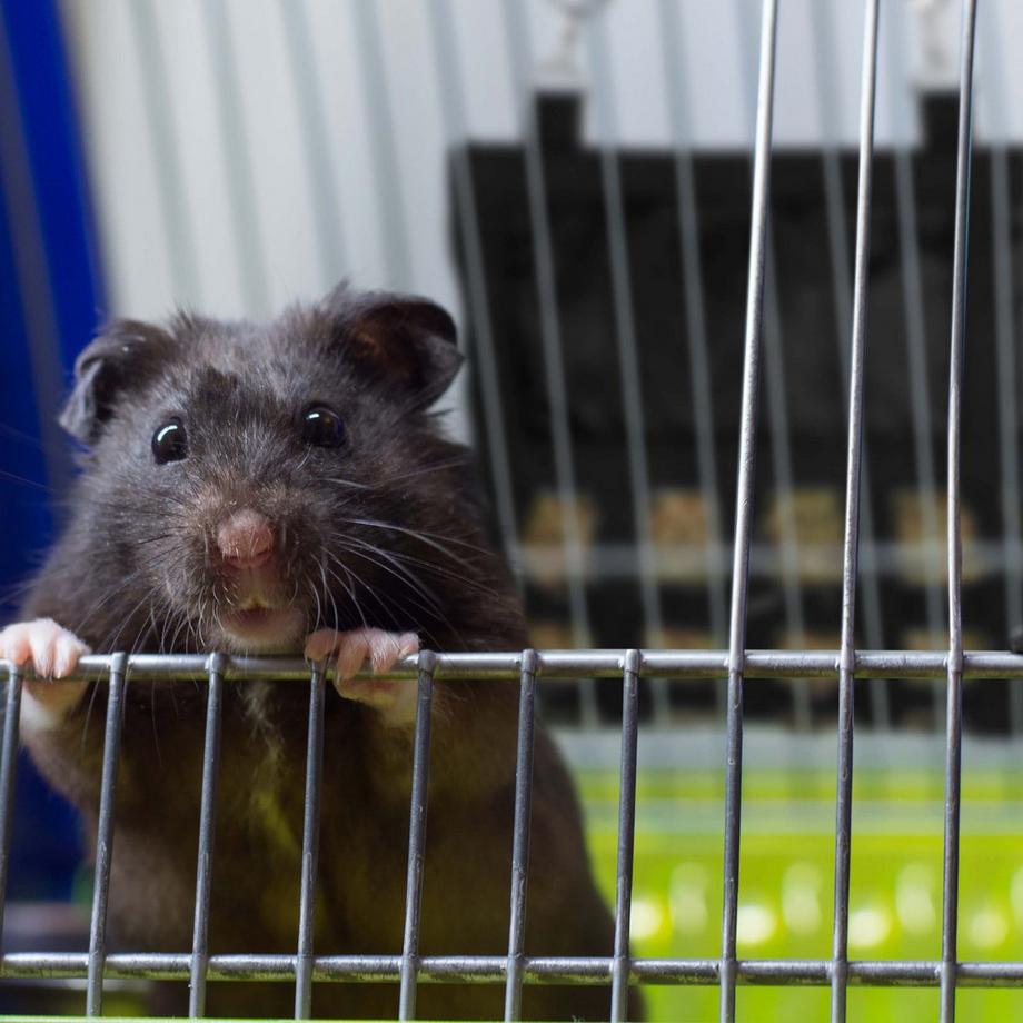 B2X  Heusack für Kleintiere 