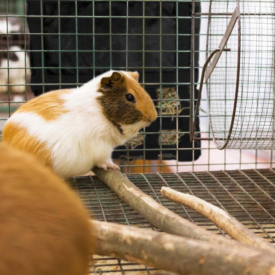 B2X  Heusack für Kleintiere 