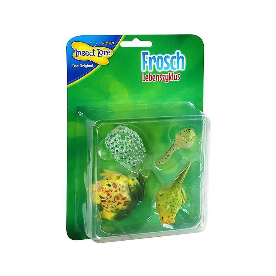 HCM KINZEL  Insect Lore Frosch Lebenszyklus 
