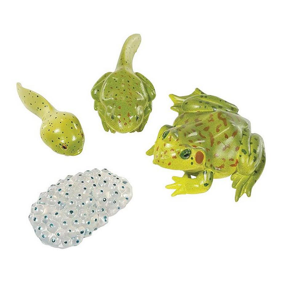 HCM KINZEL  Insect Lore Frosch Lebenszyklus 