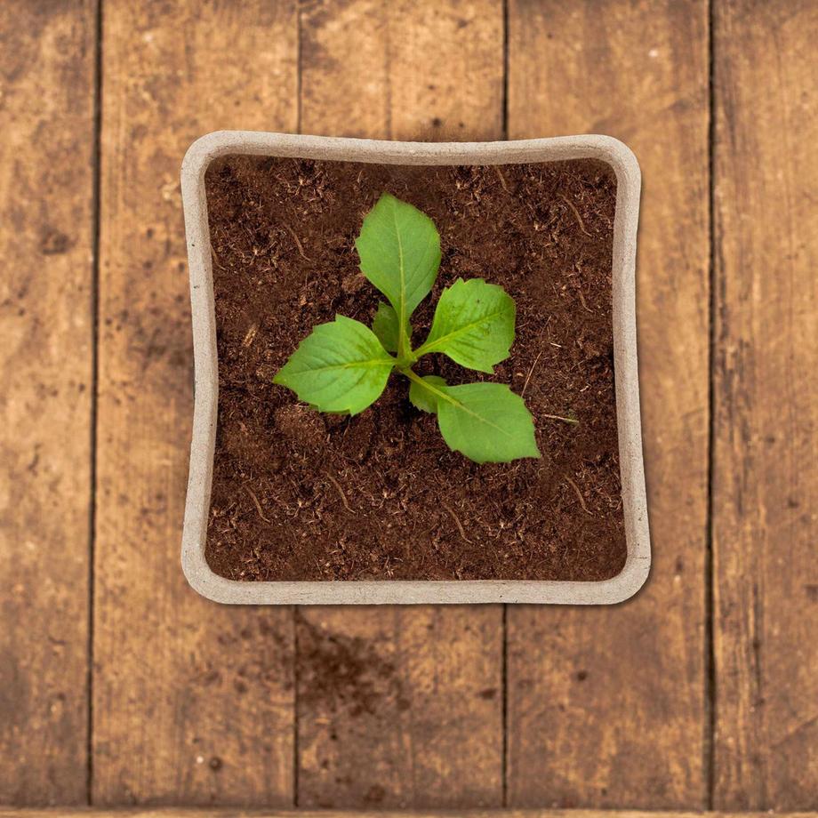 B2X Anzuchttöpfe-Set für 288 Stecklinge  